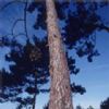 Pine Bark Extract 